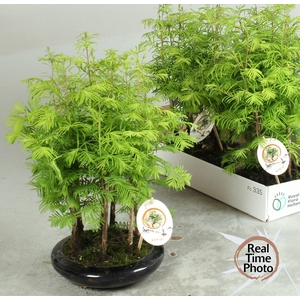 BONSAI OV