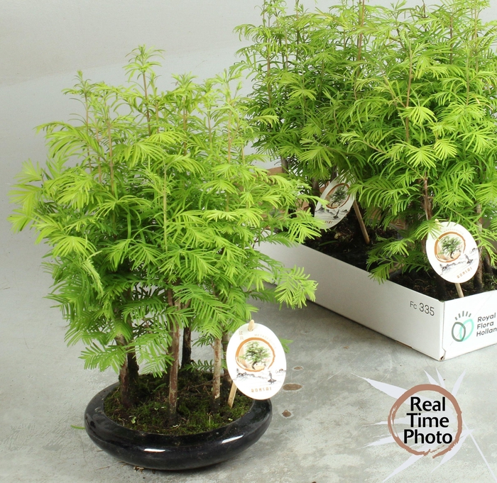 <h4>BONSAI OV</h4>
