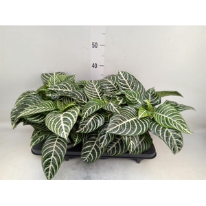 Aphelandra squar.