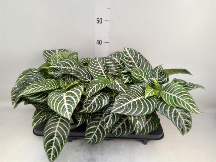 <h4>Aphelandra squar.</h4>