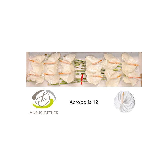 <h4>Anth A Acropolis</h4>