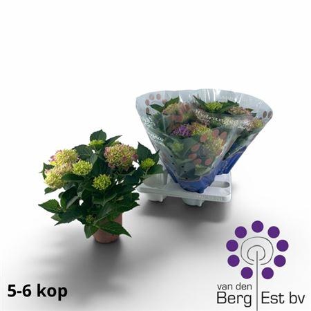 <h4>Hydr M Hi Ocean 5-6+</h4>