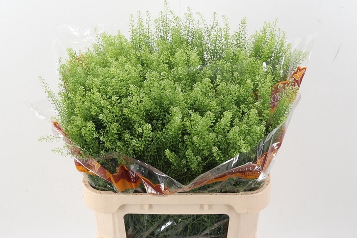 <h4>Lep Ru Green Bell</h4>