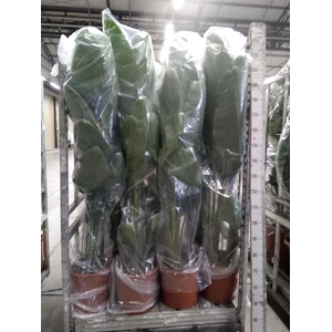 Strelitzia nicolai