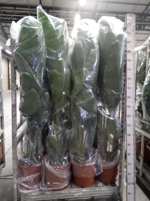 <h4>Strelitzia nicolai</h4>