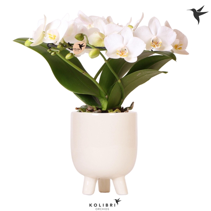 <h4>Kolibri Orchids Phalaenopsis Halo white in Gummy pot travertine</h4>
