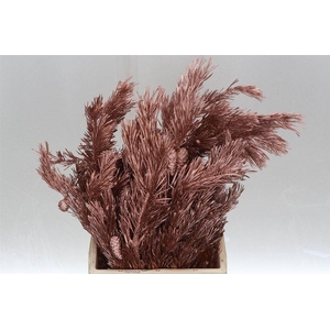 Pinus Mugo Col Copper (p. Bos)