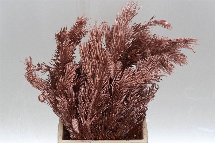 <h4>Pinus Mugo Col Copper (p. Bos)</h4>