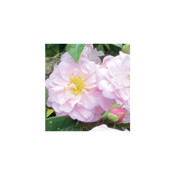 <h4>Rosa 'Wild Queen' +light label</h4>