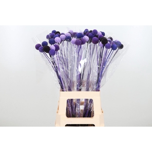 Craspedia Kl Bh Purple Rain