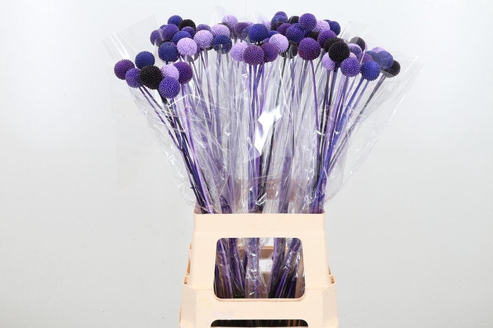 <h4>Craspedia Kl Bh Purple Rain</h4>