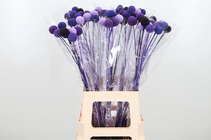 <h4>Craspedia Kl Bh Purple Rain</h4>