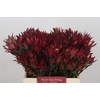 Leucadendron Blush Spray