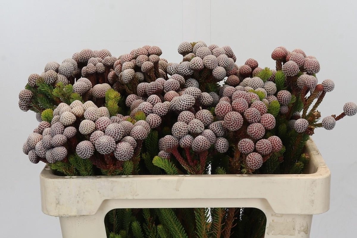 <h4>Kaaps Groen Stokoei</h4>