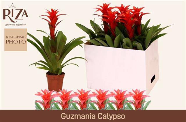 <h4>GUZM CALYPSO</h4>