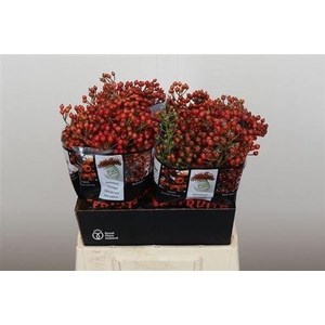 Rosa Autumn Rosefruits