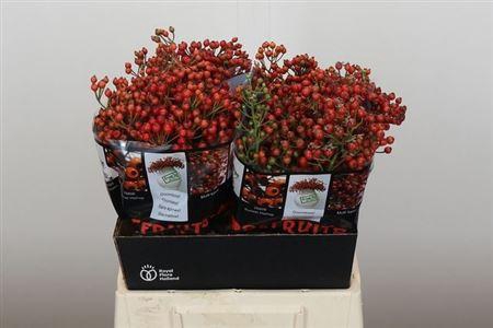 <h4>Rosa Autumn Rosefruits</h4>