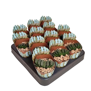 HAWORTHIA TRUNCATA - SHAPED POT COVER Ø 6,5 (SUCCULENTEN)