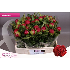 Paeonia Red Charm | Heavy Quality
