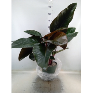 Philodendron  'Red Beauty'