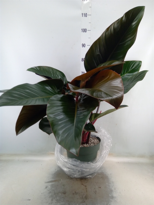 <h4>Philodendron  'Red Beauty'</h4>