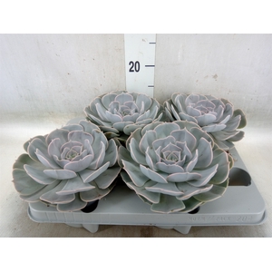 Echeveria  'Pollux'
