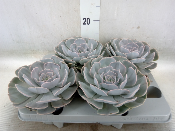 <h4>Echeveria  'Pollux'</h4>