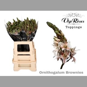 ORNIT MOUNT FUJI BROWNIES