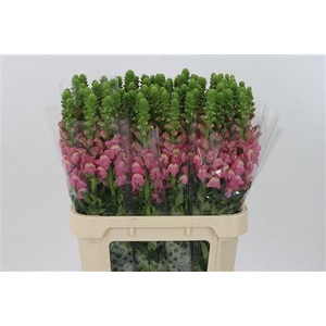 Antir Mary True Pink