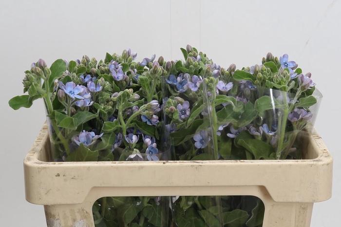 <h4>Oxypetalum Tweedia Blue</h4>