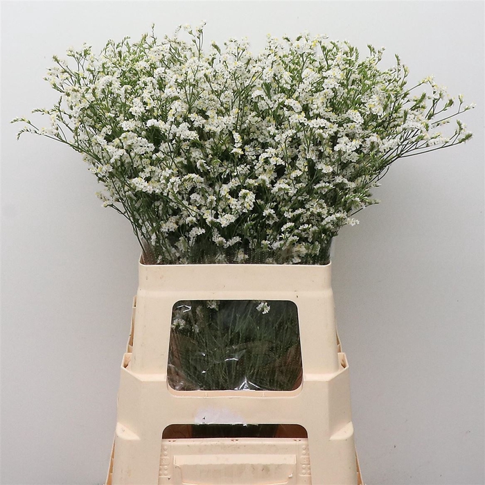 Limonium Joy White