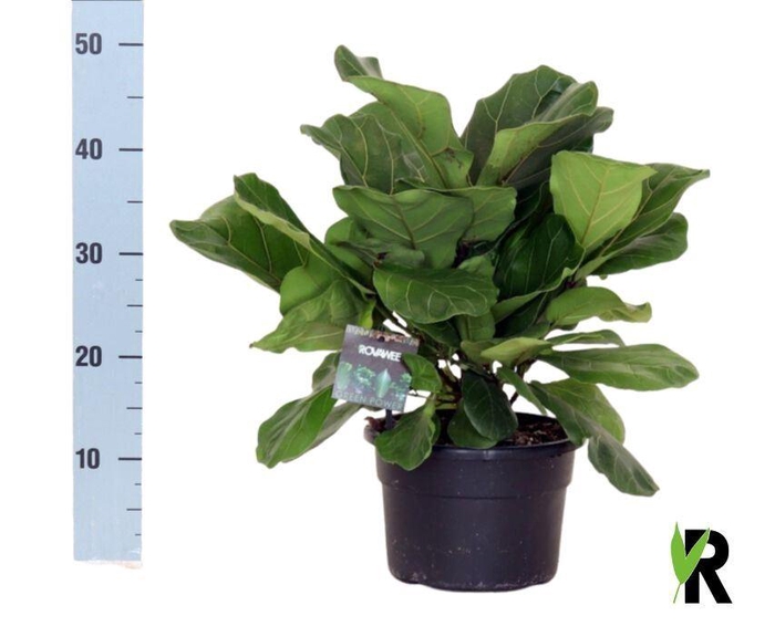 <h4>Ficus lyrata</h4>