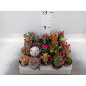 Cactus   ...decorated