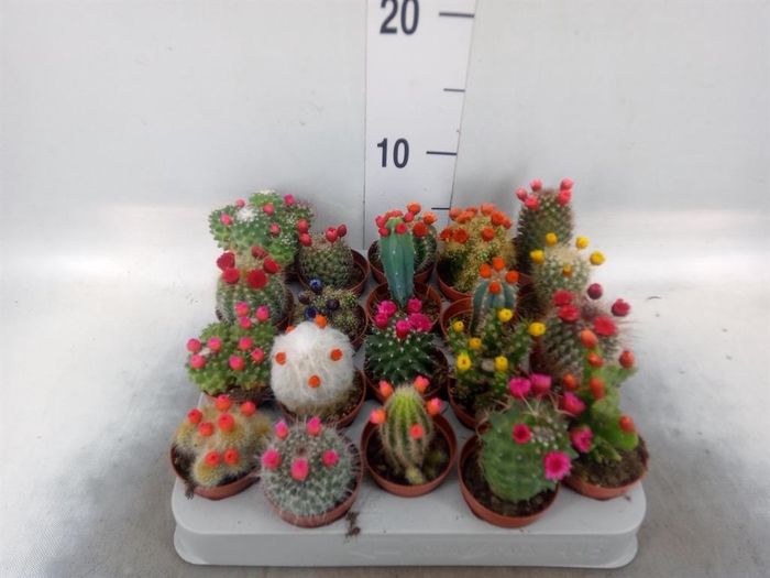 <h4>Cactus   ...decorated</h4>