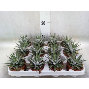 Haworthia fasciala 'Alba'