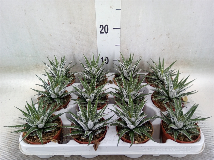 <h4>Haworthia fasciala 'Alba'</h4>