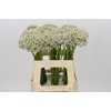 Allium Nigrum