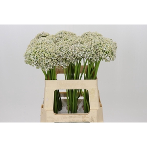 Allium Nigrum
