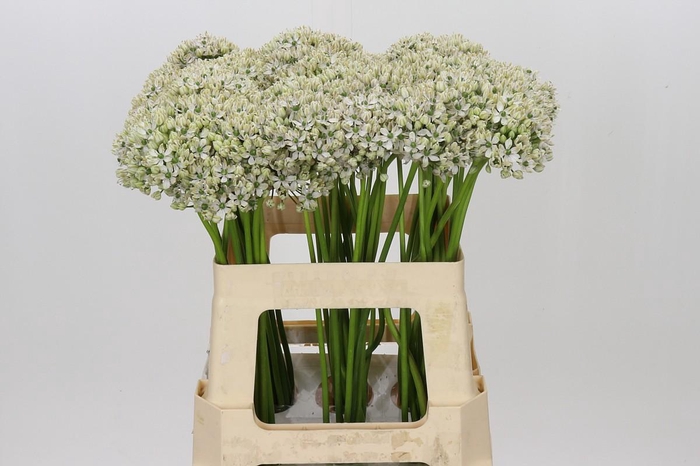 <h4>Allium Nigrum</h4>