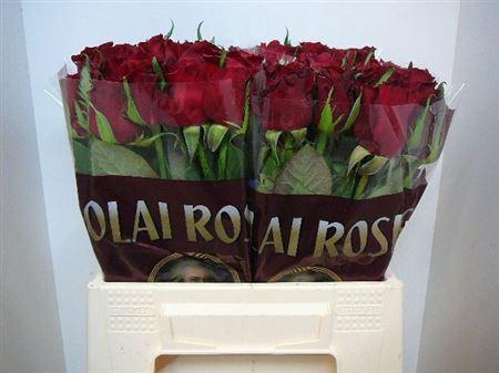 <h4>R Gr Ever Red</h4>