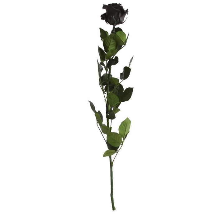 <h4>Roos op steel Standard 55cm Zwart</h4>