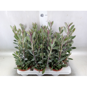 Senecio crassissimus