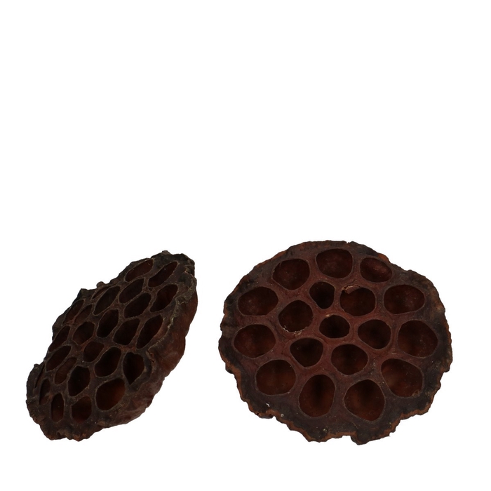 <h4>Dried fruit Lotus d10/12cm x50</h4>