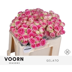 R TR GELATO