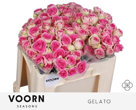 <h4>R TR GELATO</h4>