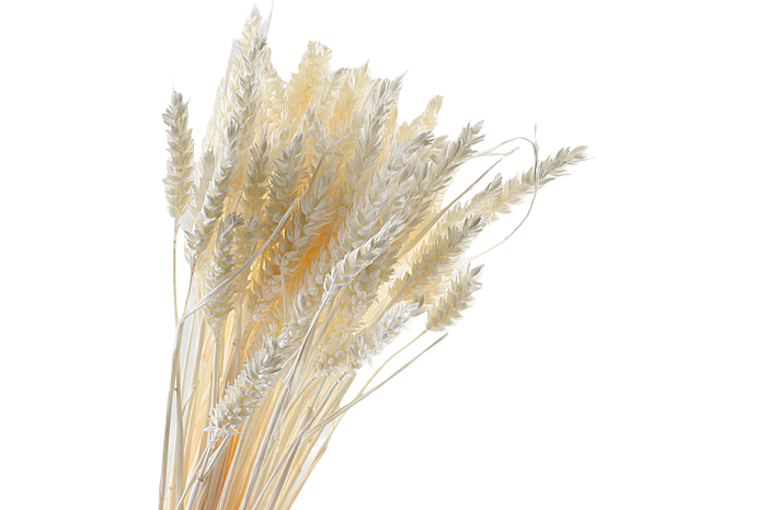 Tarwe White Bleached