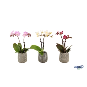 James Tiny Dolls Mix 2T10+ Aqu@