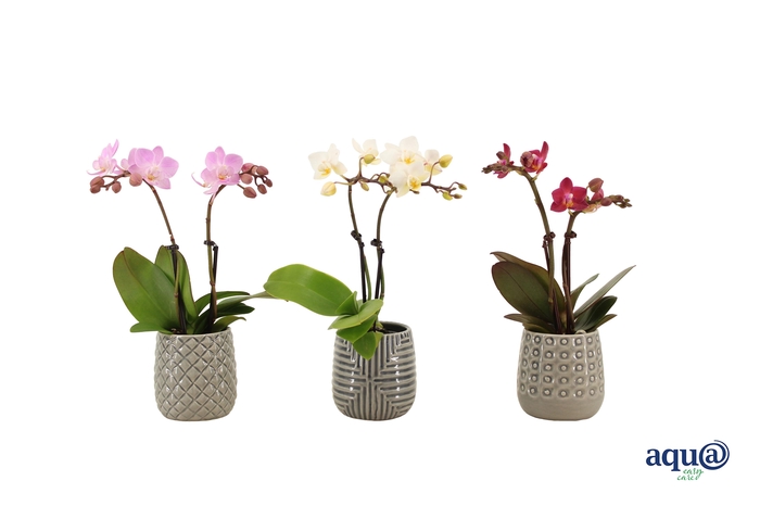 <h4>James Tiny Dolls Mix 2T10+ Aqu@</h4>