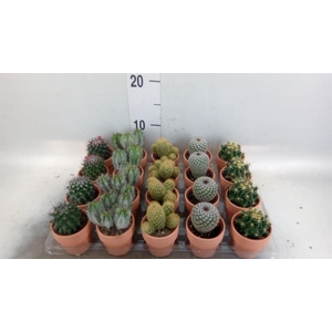 Cactus   ...mix  5
