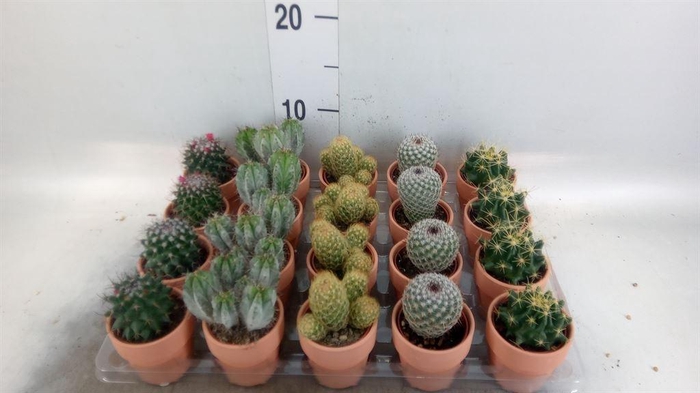 <h4>Cactus   ...mix  5</h4>